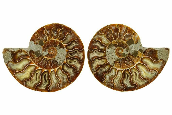 Cut & Polished Ammonite Fossil - Madagascar #369552